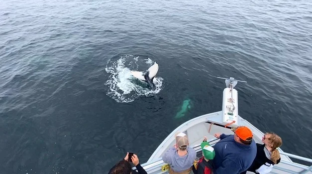 O'Brien's Whale and Bird Tours