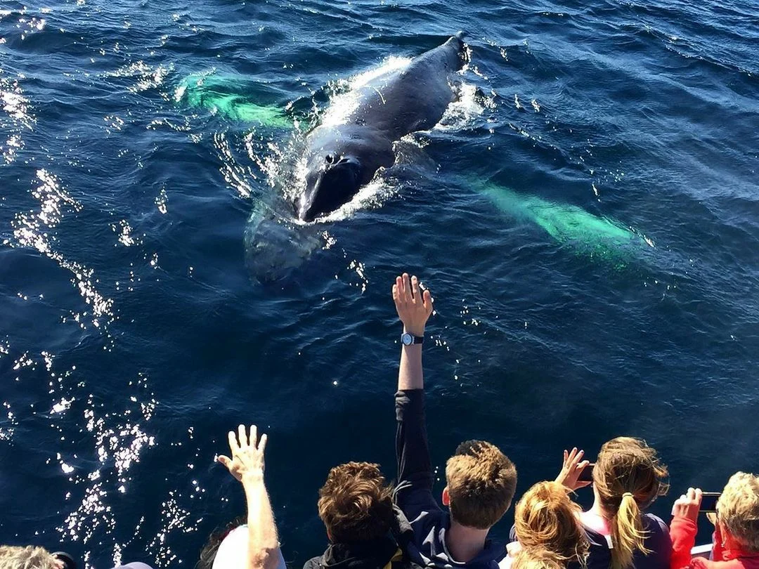 O'Brien's Whale and Bird Tours