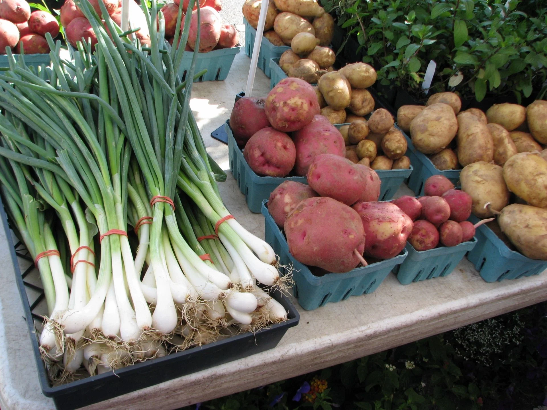 The Best of St. John's Farmers' Market