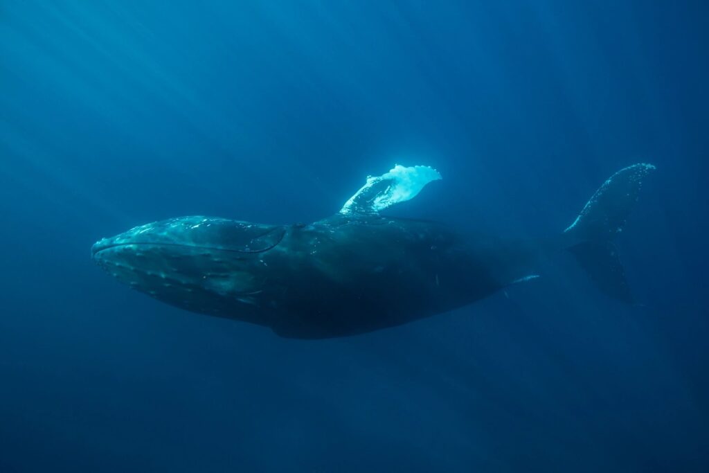 Bonavista Puffin and Whale Tours