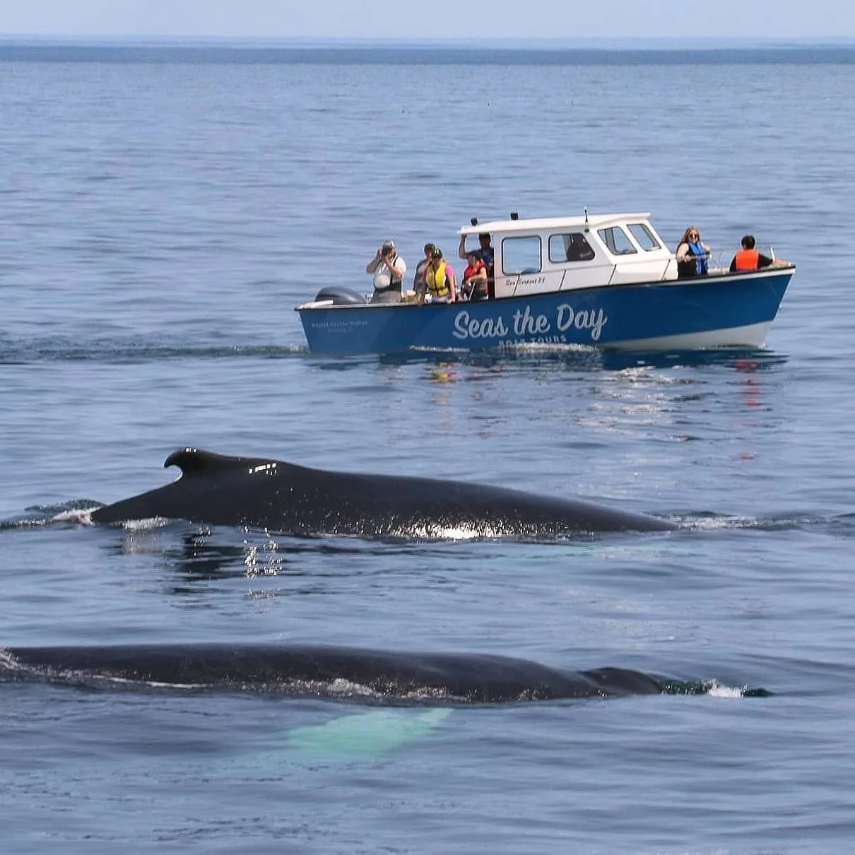 Seas the Day Boat Tours › Visit Newfoundland and Labrador