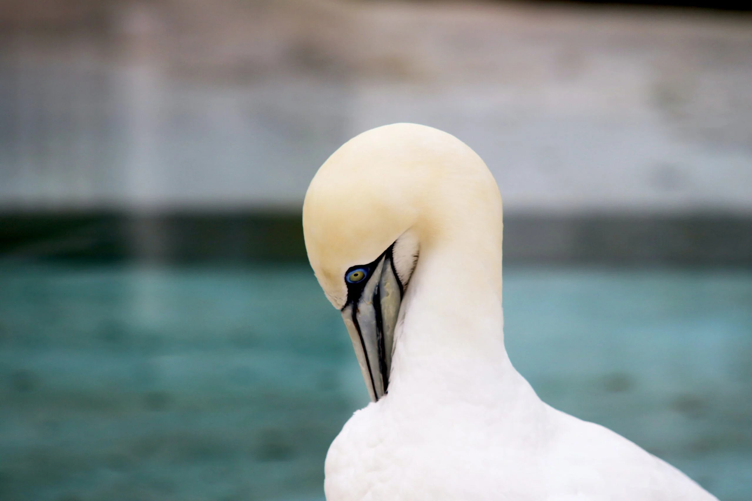 Cape St Marys’s Ecological Reserve