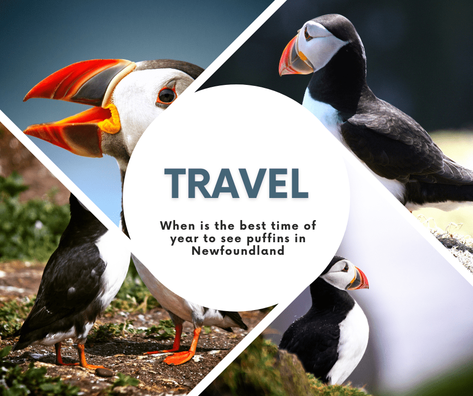 Atlantic puffins Witless Bay Ecological Reserve