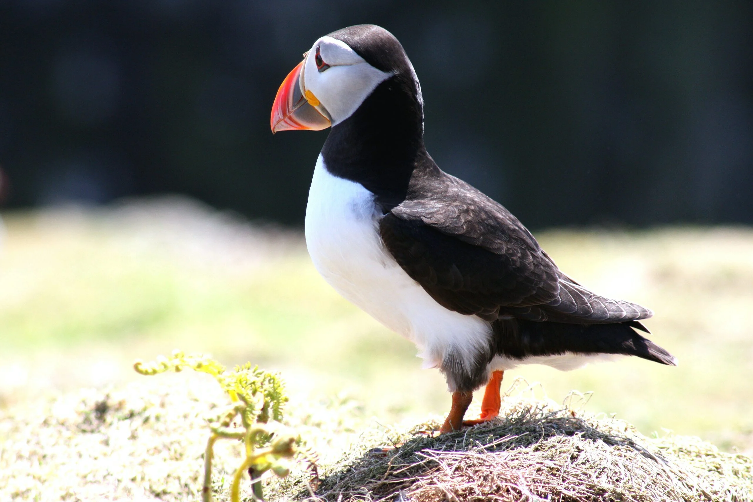 When is the best time of year to see puffins in Newfoundland travel