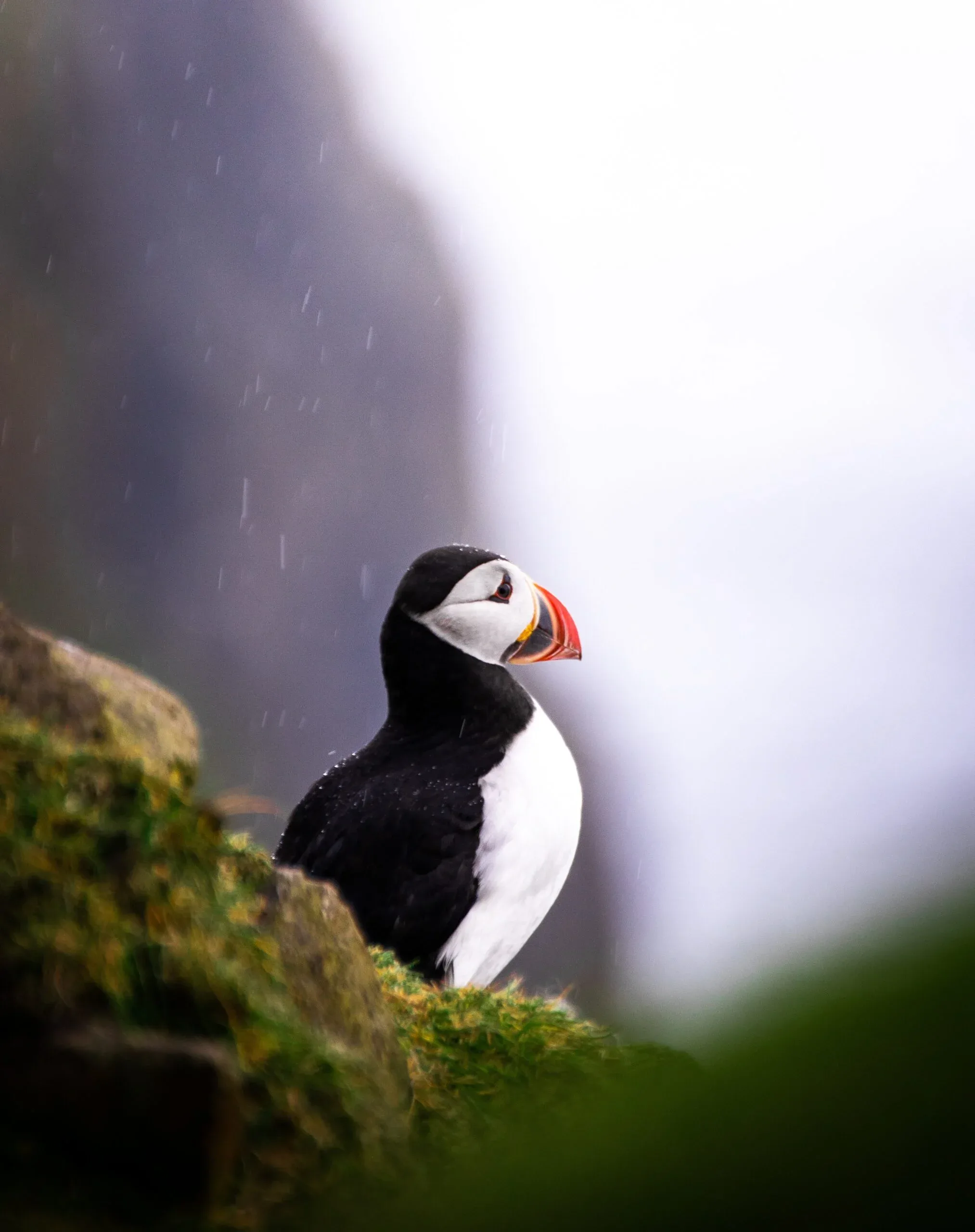 When is the best time of year to see puffins in Newfoundland travel