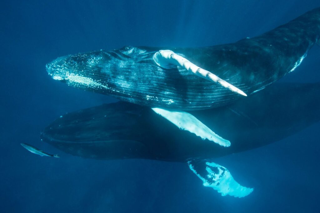 Whale Watching In Newfoundland