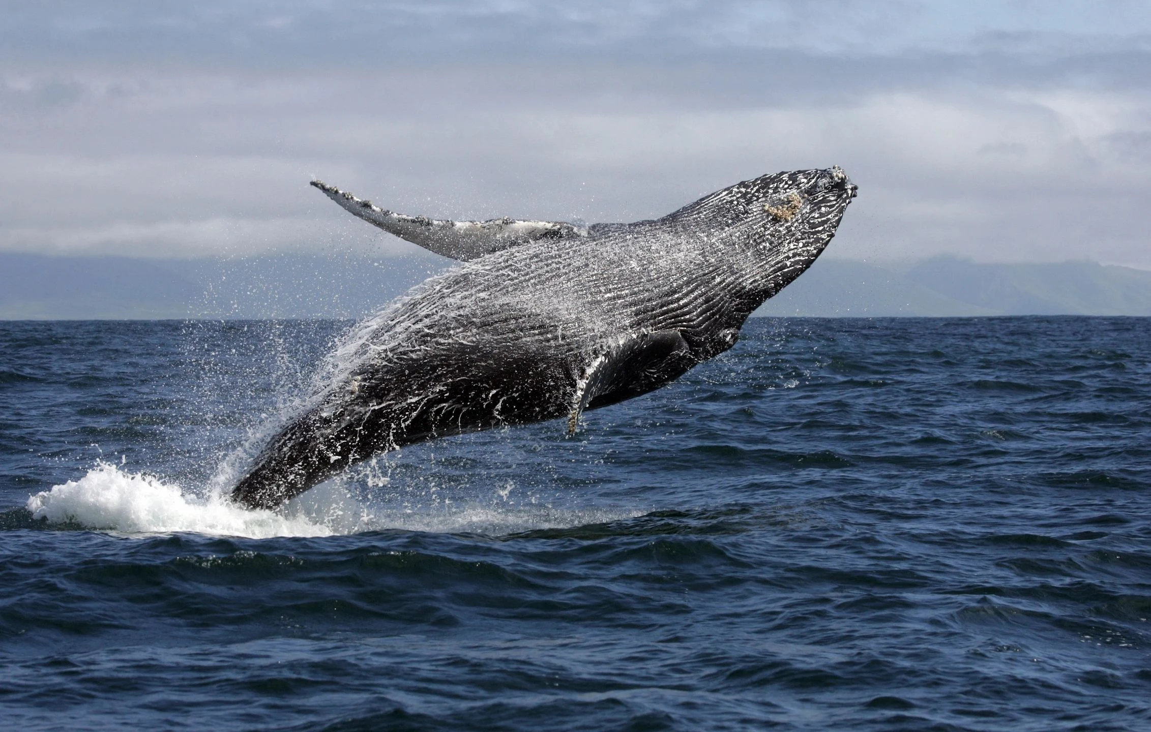 Whale Watching In Newfoundland