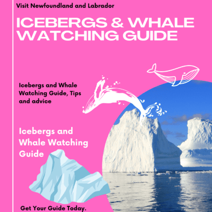 Icebergs and Whale watching guide