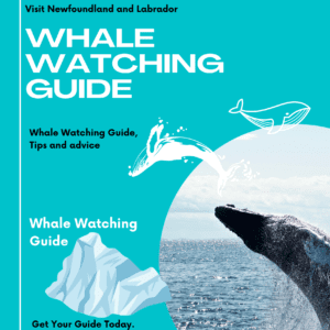 Whale Watching Guide