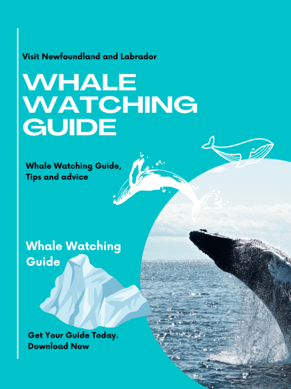 Whale Watching Guide