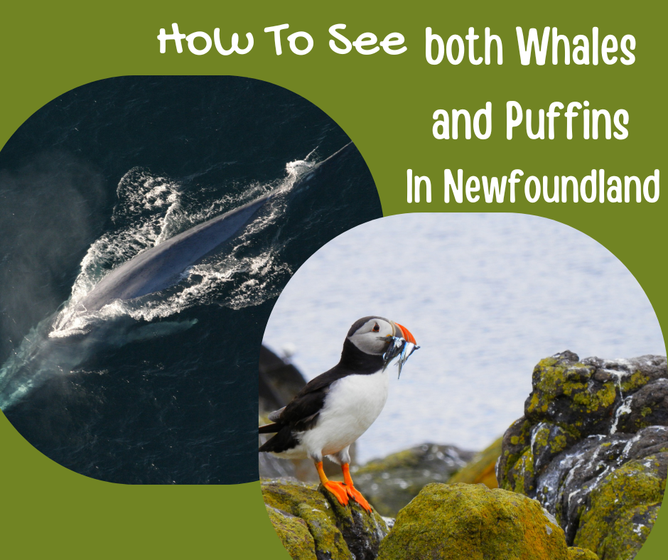 How To See both Whales and Puffins in Newfoundland