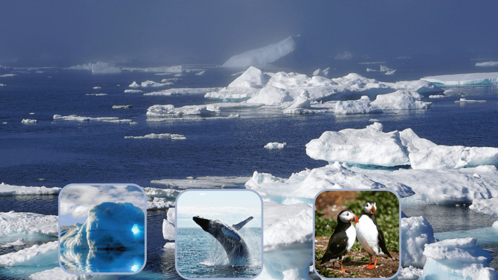 How to Discover Icebergs in Newfoundland and Labrador