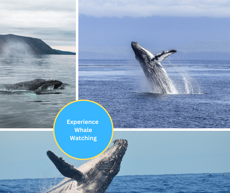 Experience Whale Watching In Newfoundland