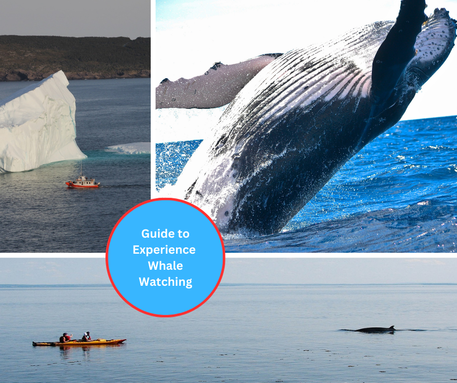 How to Best Enjoy Whale Watching in Newfoundland and Labrador