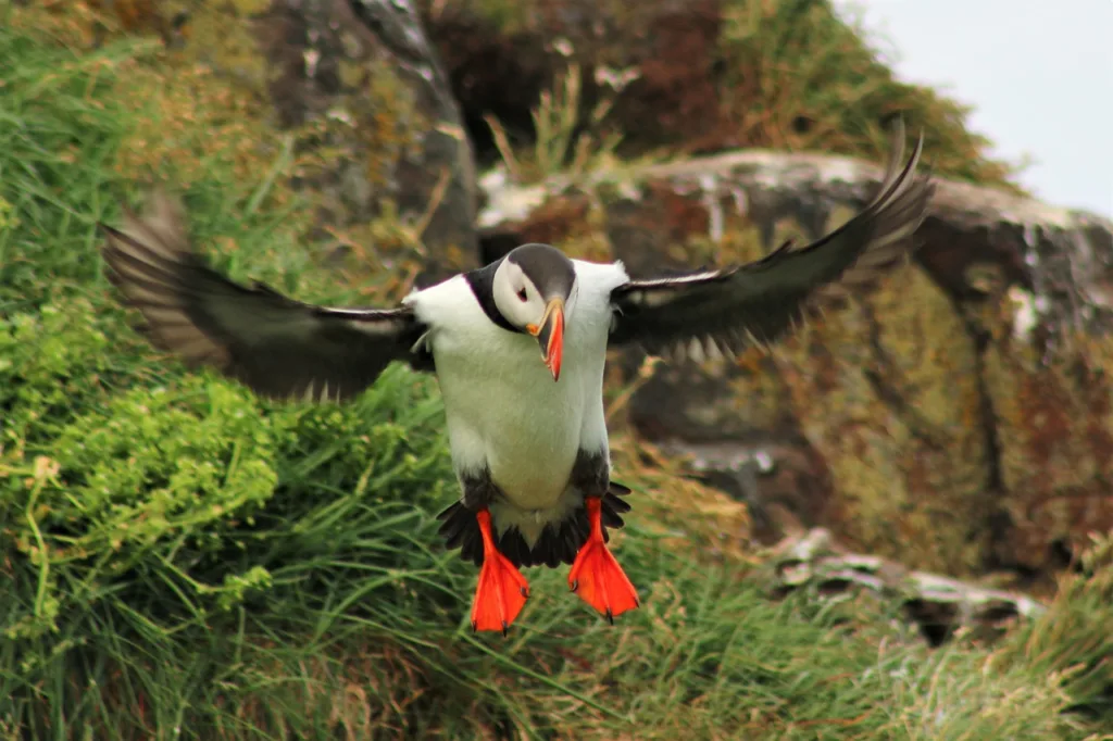 When is the best time of year to see puffins in Newfoundland travel