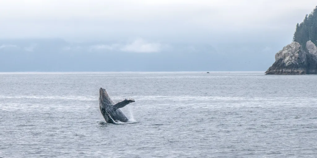 How to Best Enjoy Whale Watching in Newfoundland and Labrador