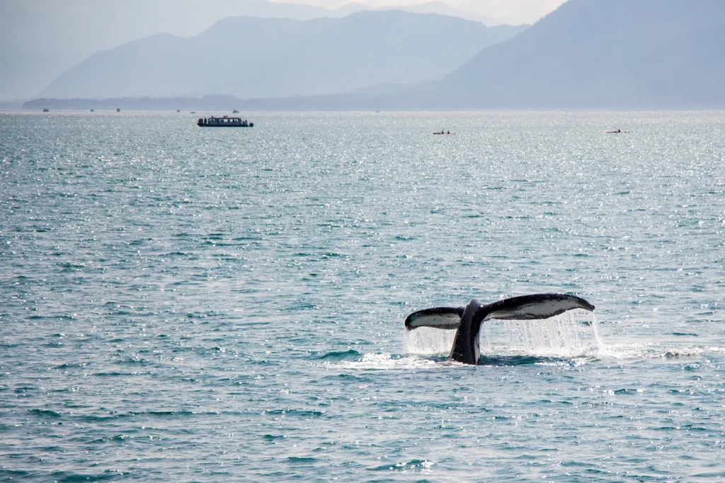 A Guide to Experiencing the Thrills of Newfoundland Whale Watching Season