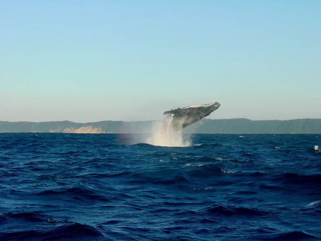 Discover the Best Spots and Seasons to Observe Majestic Whales in Newfoundland and Labrador
