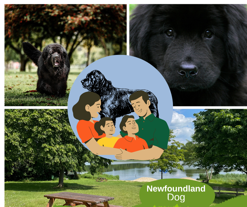 Newfoundland Dog, The Gentle Giant of the Canine World