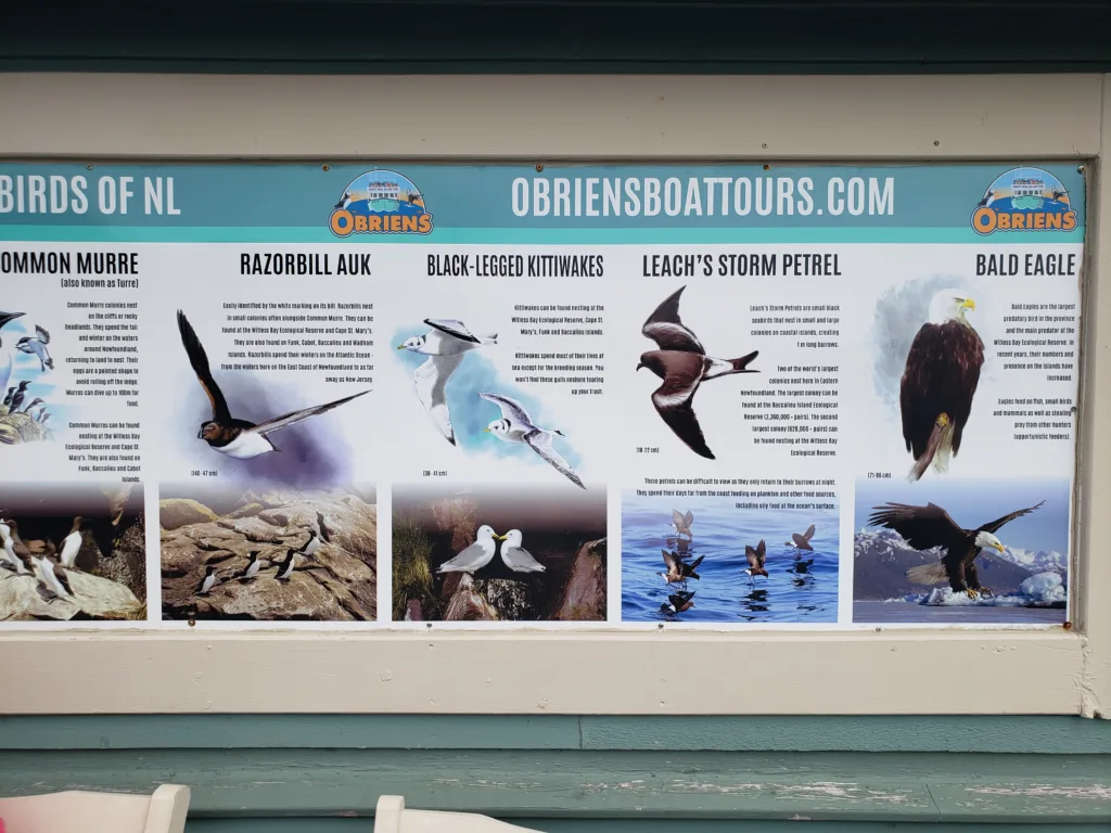 OBriens Whale and Bird Tours