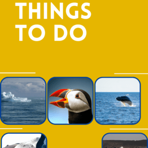 Icebergs & Puffins A Newfoundland Adventure cover