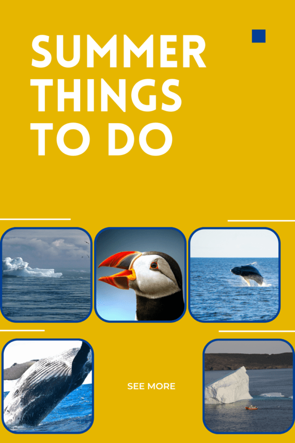 Icebergs & Puffins A Newfoundland Adventure cover