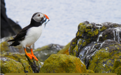 Want to see puffin in Elliston here is the best viewing site