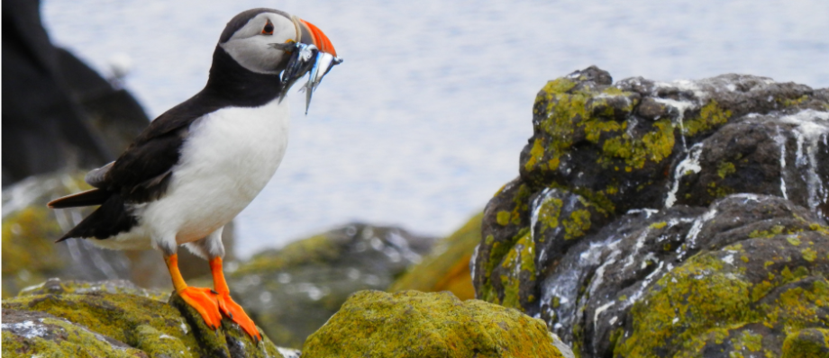Want to see puffin in Elliston here is the best viewing site
