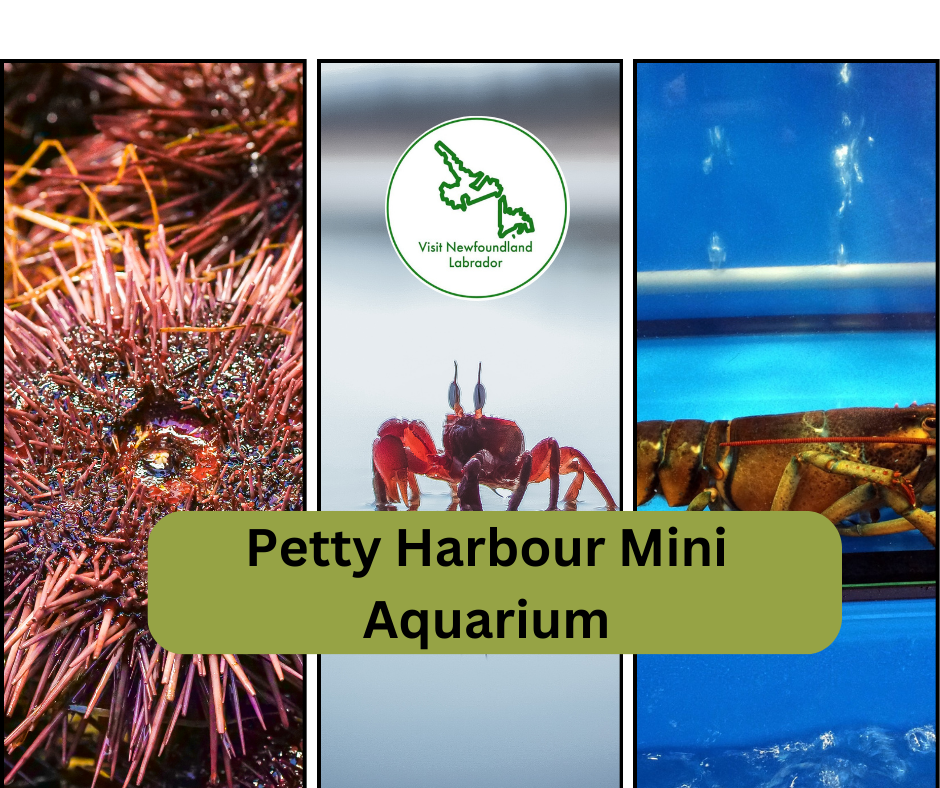 Petty Harbour Mini Aquarium The Best Exciting Summer Activities in St. John's, Newfoundland