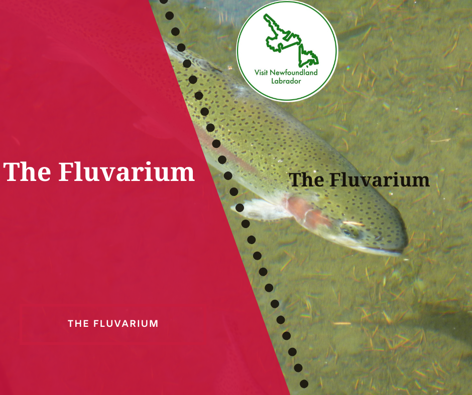 The Fluvarium The Best Exciting Summer Activities in St. John's, Newfoundland