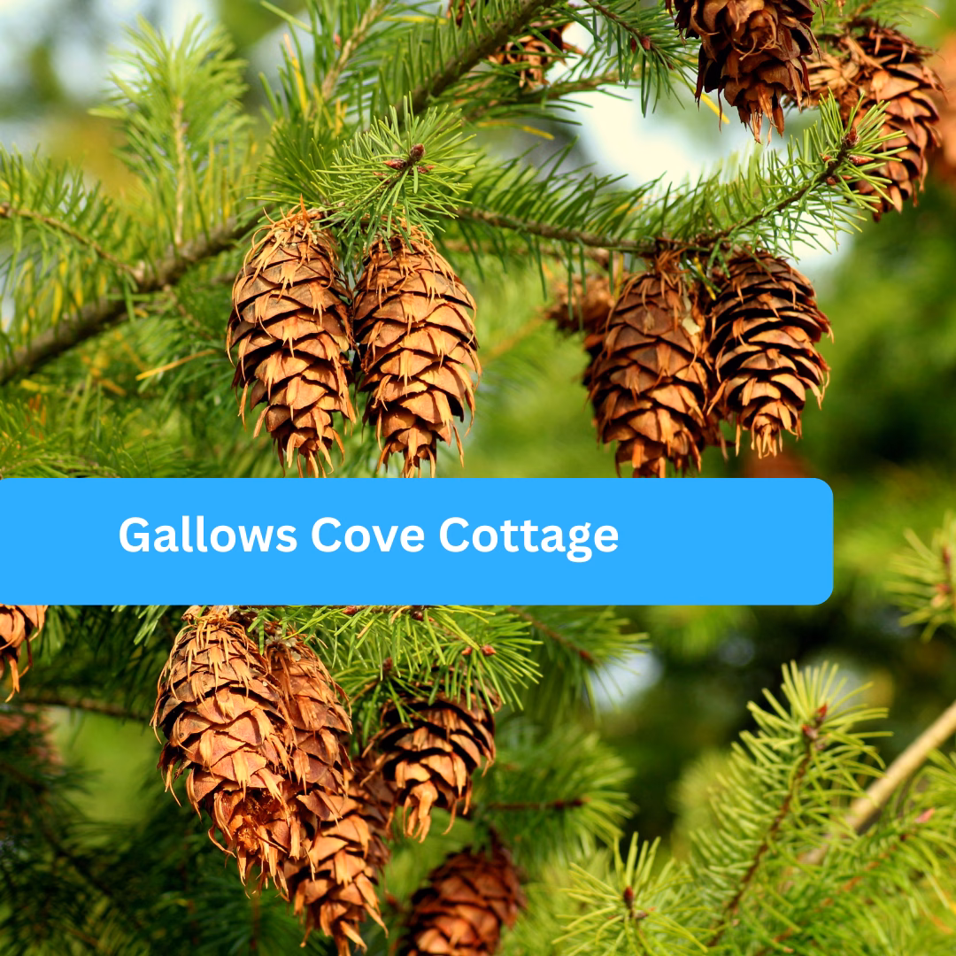 Gallows Cove Cottage