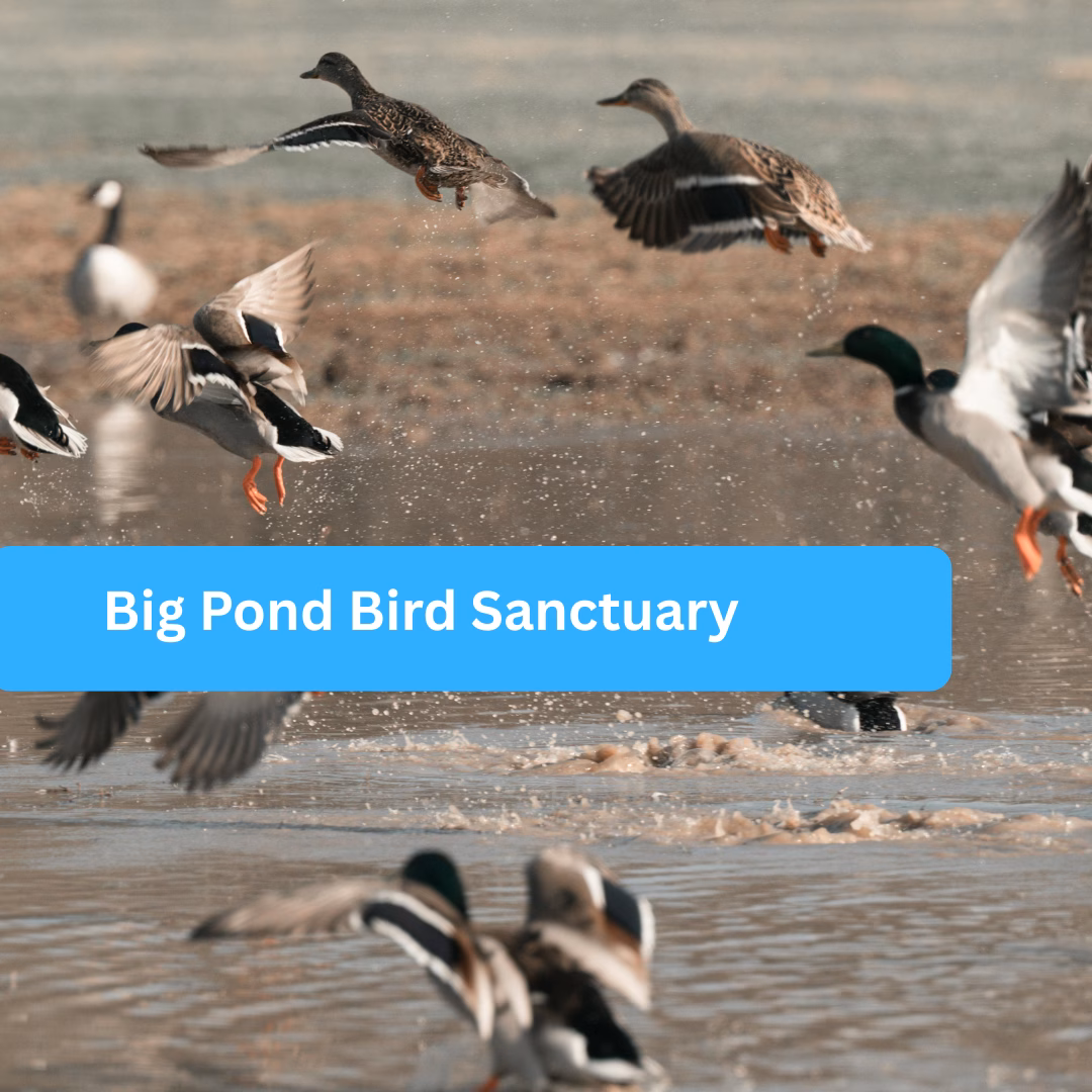 Big Pond Bird Sanctuary