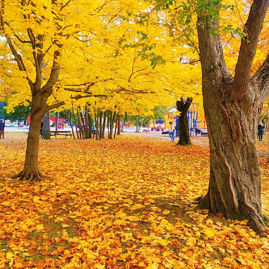 Return To Newfoundland Happy Place Hidden Autumn Magic