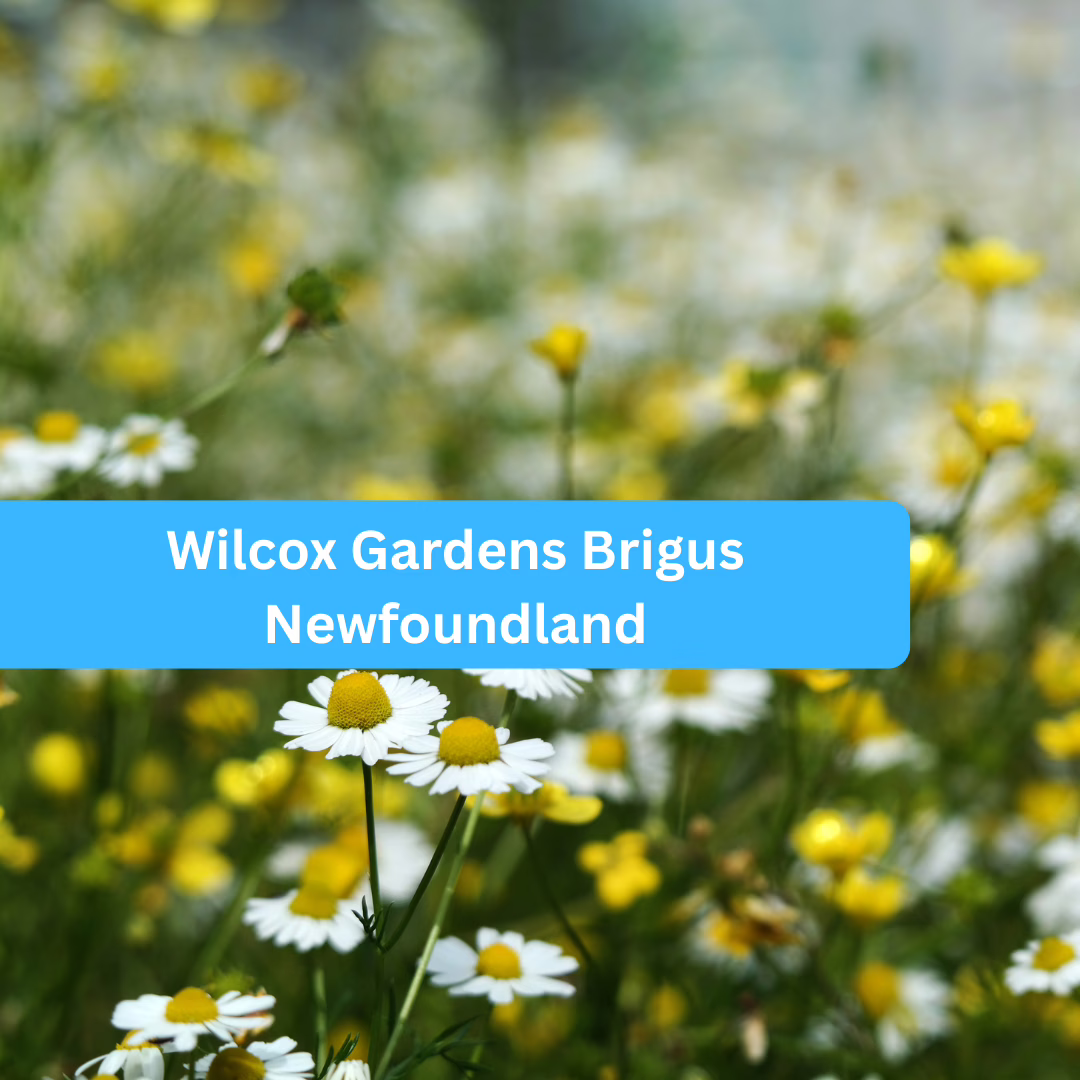 Wilcox Gardens Brigus Newfoundland