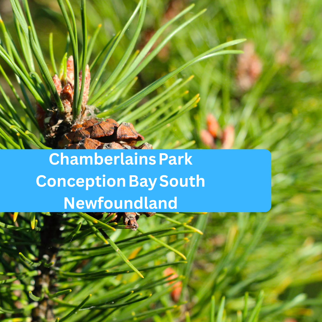 Chamberlains Park Conception Bay South Newfoundland