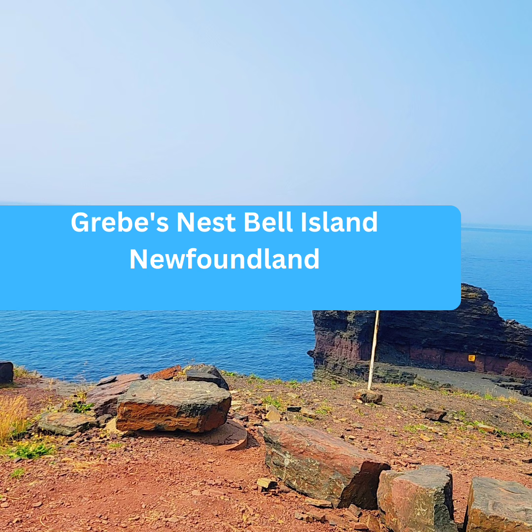 Grebe’s Nest Bell Island Newfoundland