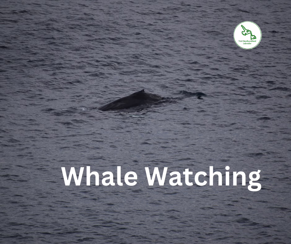 Book The Most Exciting Whale Watching Tours In Newfoundland