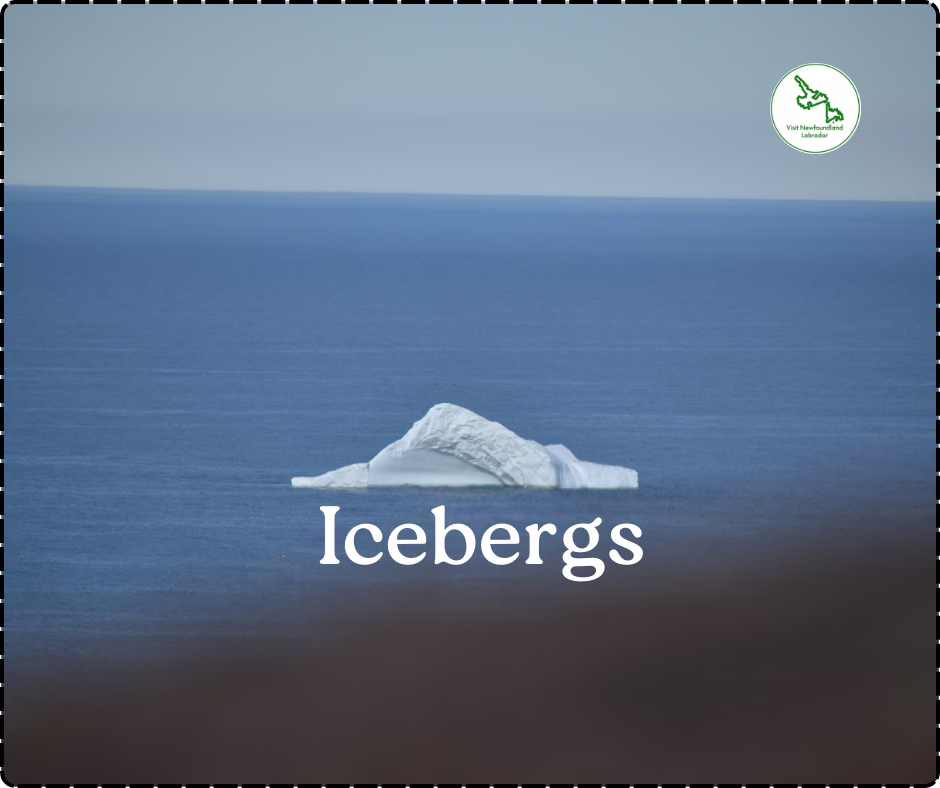 THE BEST Restaurants in St. John's to Eat