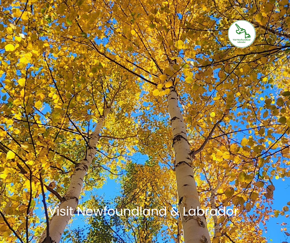 How to Experience the Best Autumn Scenery in Newfoundland National Parks