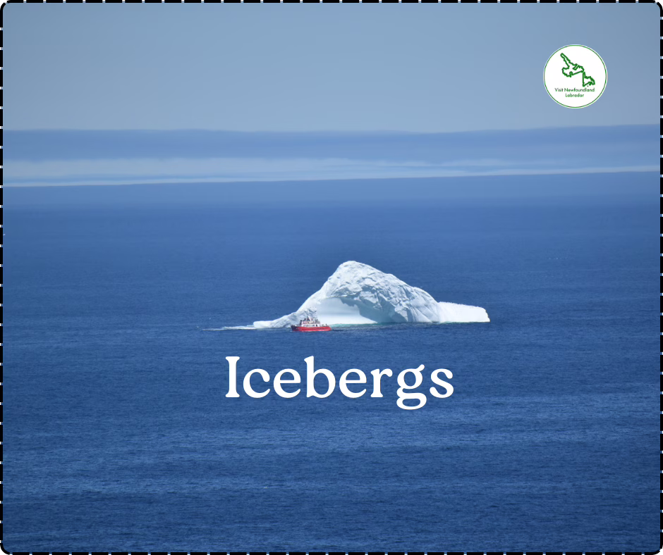 Iceberg Watching in Newfoundland and Labrador. The best!