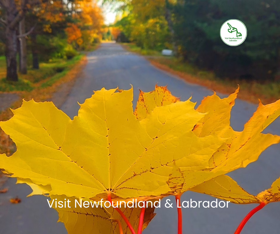 Experience the Best Autumn Scenery in Newfoundland National Parks