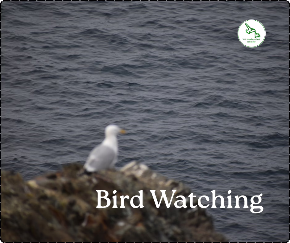 Bird The Rock