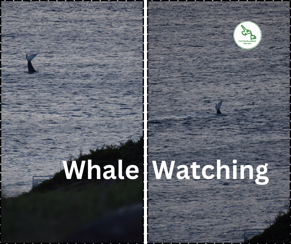 The best time to visit Newfoundland and have fun