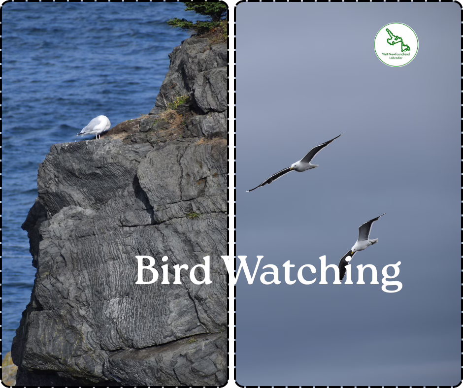 Bird The Rock
Top 10 Hidden Gems in Newfoundland and Labrador That You’ve Probably Never Heard Of