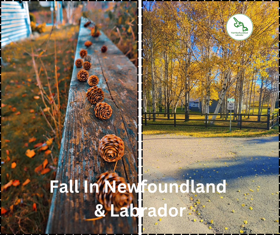 Top 6 Fall Festivals in Newfoundland and Labrador You Can’t Miss