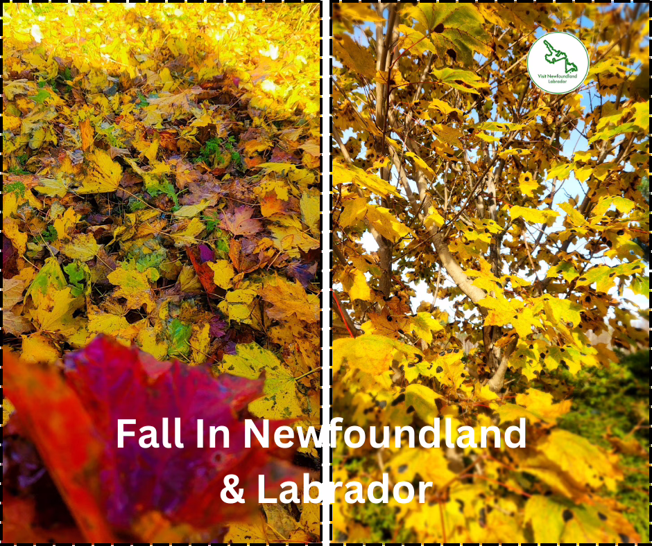 Top 6 Fall Festivals in Newfoundland and Labrador You Can’t Miss