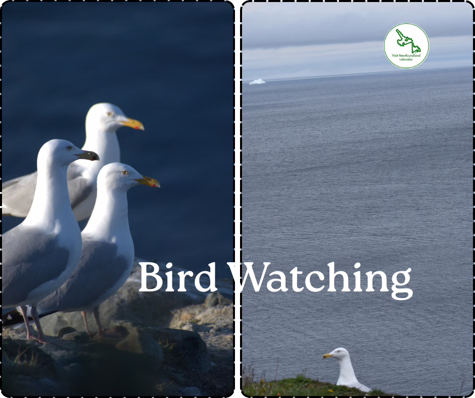 Bird The Rock
Top 10 Hidden Gems in Newfoundland and Labrador That You’ve Probably Never Heard Of