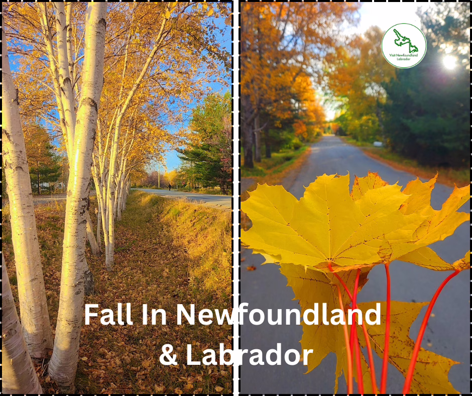 When Is the Best Time to Visit Newfoundland? Fall or Winter.