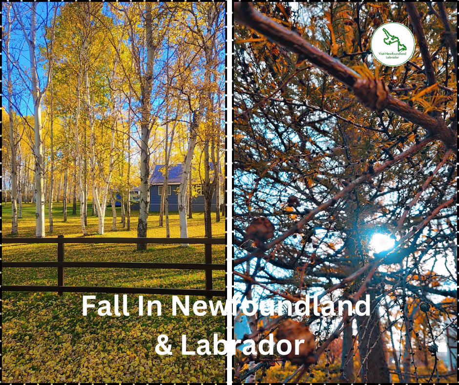 Experience the Best Autumn Scenery in Newfoundland National Parks