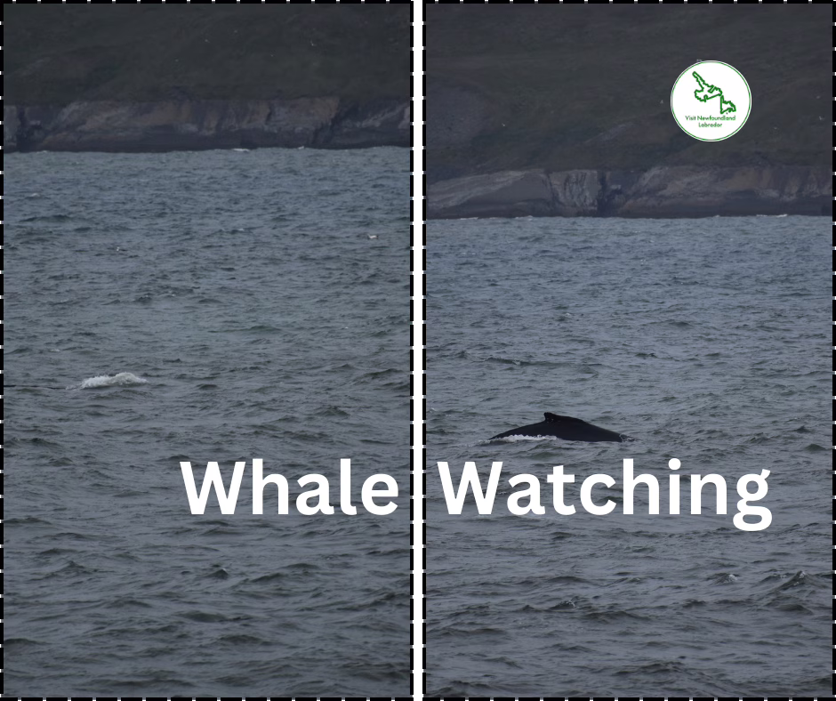 The Best Coastal Hiking & Scenic Drives In Newfoundland